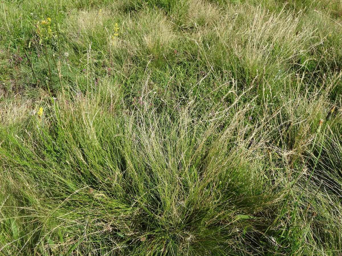 Nardus stricta (Poaceae)